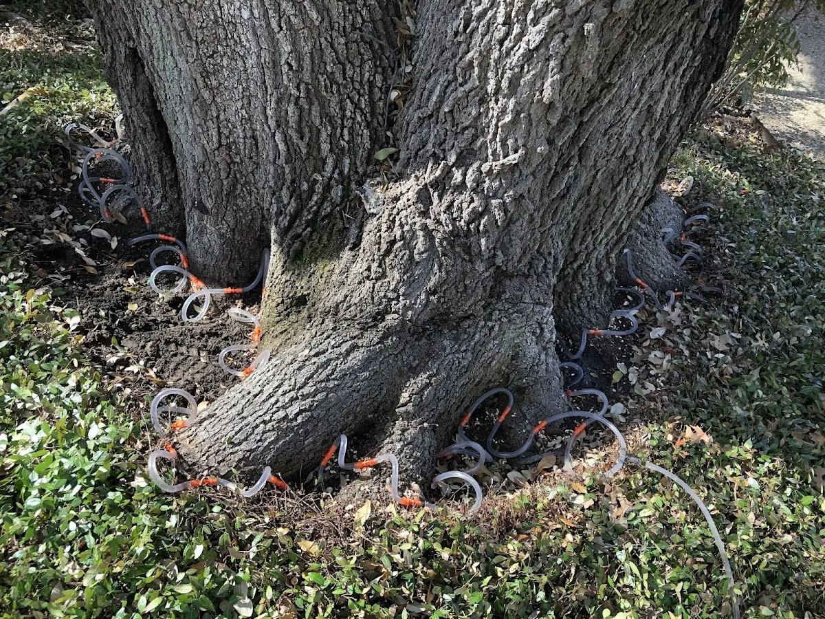 Detailed Tree Cabling and Bracing job site in Mechanicville