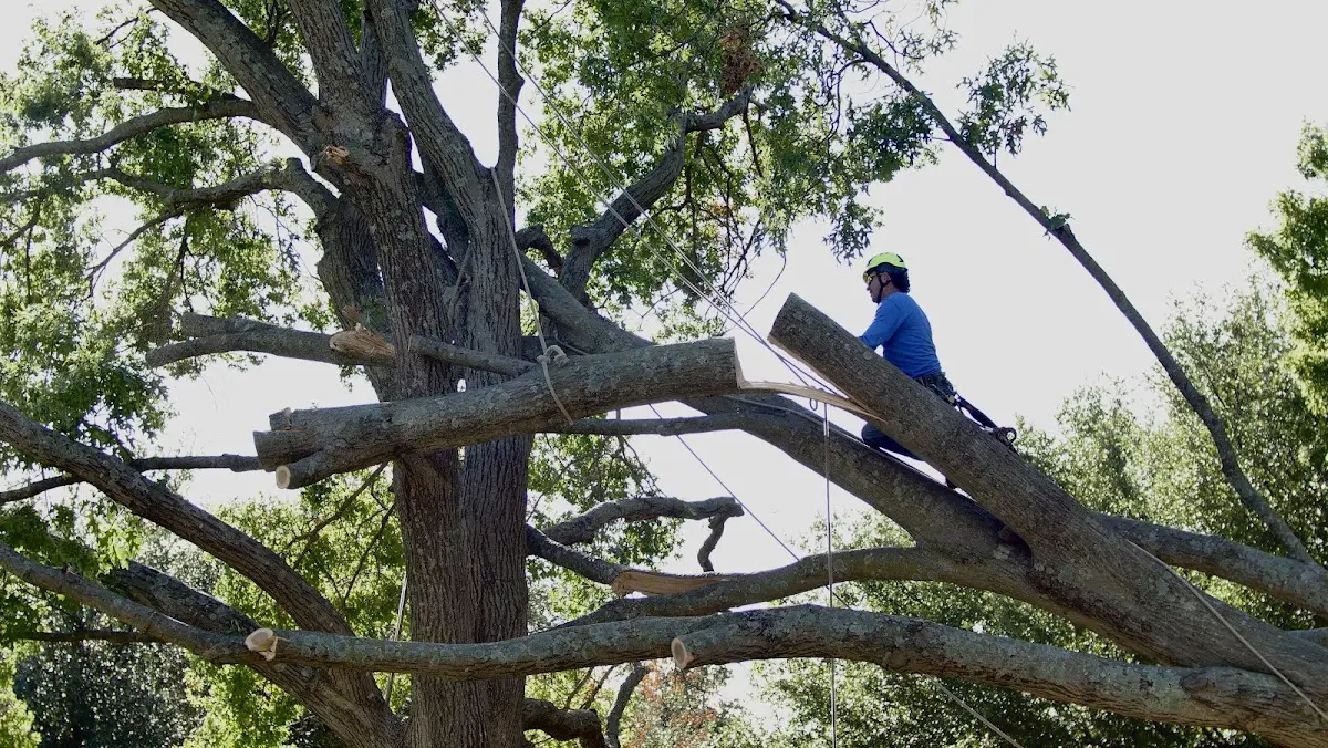 Professional Crown Thinning performed by certified arborists in Mechanicville