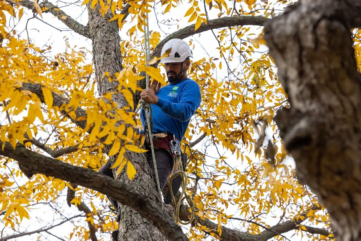Skilled Tree Pruning crew working in Mechanicville